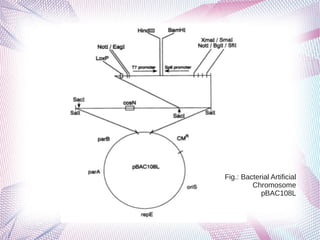 Fig.: Bacterial Artificial
Chromosome
pBAC108L
 