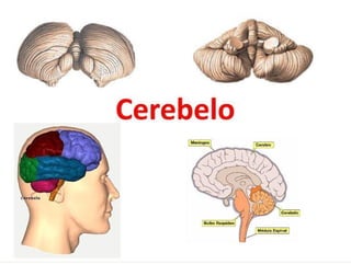 Anatomía del Cerebelo