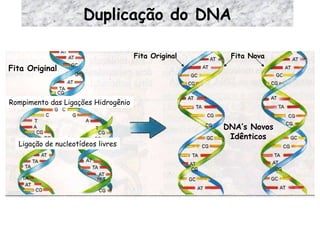 Duplicação do DNA Fita Original Rompimento das Ligações Hidrogênio Ligação de nucleotídeos livres DNA’s Novos Idênticos Fita Original Fita Nova 
