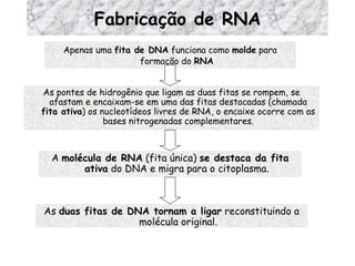 Fabricação de RNA Apenas uma  fita de DNA  funciona como  molde  para formação do  RNA As pontes de hidrogênio que ligam as duas fitas se rompem, se afastam e encaixam-se em uma das fitas destacadas (chamada  fita ativa ) os nucleotídeos livres de RNA, o encaixe ocorre com as bases nitrogenadas complementares. A  molécula de RNA  (fita única)  se destaca da fita ativa  do DNA e migra para o citoplasma. As  duas fitas de DNA tornam a ligar  reconstituindo a molécula original. 