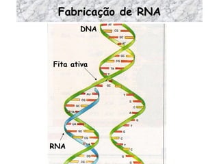 Fabricação de RNA Fita ativa DNA RNA 