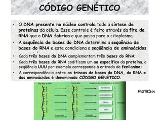 CÓDIGO GENÉTICO O  DNA presente no núcleo controla  toda a  síntese de proteínas  da célula. Esse controle é feito através da  fita de RNA  que o  DNA fabrica  e que passa para o citoplasma; A  seqüência de bases do DNA  determina a  seqüência de bases do RNA  e este condiciona a  seqüência de aminoácidos na proteína. PROTEÍNA Cada  três bases do DNA  complementam  três bases do RNA ; Cada  três bases do RNA  codificam um  aa específico  da  proteína , a seqüência  UUU  por exemplo corresponde à entrada da  fenilanina; A correspondência   entre  as trincas de bases do DNA, do RNA e dos aminoácidos é denominado CÓDIGO GENÉTICO.  