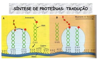 SÍNTESE DE PROTEÍNAS: TRADUÇÃO 