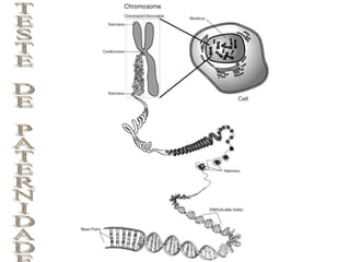 TESTE DE PATERNIDADE  