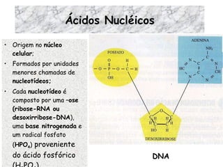 Ácidos Nucléicos Origem no  núcleo celular ; Formados por unidades menores chamadas de  nucleotídeos; Cada  nucleotídeo  é composto por uma  –ose (ribose-RNA ou desoxirribose-DNA ), uma  base nitrogenada  e um radical fosfato ( HPO 4 )  proveniente do ácido fosfórico (H 3 PO 4 ). DNA 