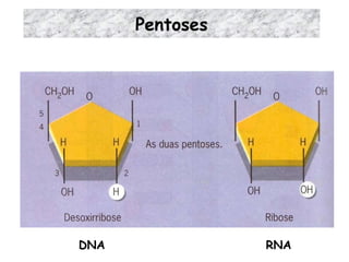 Pentoses DNA RNA 