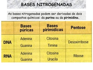 BASES NITROGENADAS As bases nitrogenadas podem ser derivadas de dois compostos químicos: da  purina  ou da  pirimidina. 