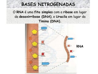 O  RNA  é uma  fita simples  com a  ribose  em lugar da  desoxirribose (DNA) , e  Uracila  em lugar da  Timina (DNA). BASES NITROGENADAS RNA 