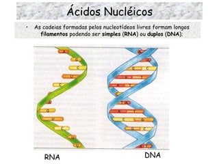 Ácidos Nucléicos As cadeias formadas pelos nucleotídeos livres formam longos  filamentos  podendo ser  simples  ( RNA ) ou  duplos  ( DNA ); RNA DNA 