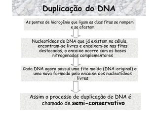 Duplicação do DNA As pontes de hidrogênio que ligam as duas fitas se rompem e se afastam Nucleotídeos de DNA que já existem na célula, encontram-se livres e encaixam-se nas fitas destacadas, o encaixe ocorre com as bases nitrogenadas complementares Cada DNA agora possui uma fita molde (DNA-original) e uma nova formada pelo encaixe dos nucleotídeos livres Assim o processo de duplicação de DNA é chamado de  semi-conservativo 