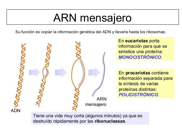 Cuál Es La Función Del Mensajero
