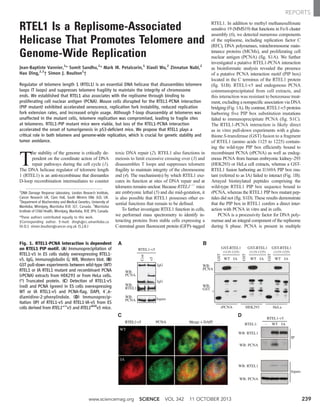 RTEL1 Is a Replisome-Associated
Helicase That Promotes Telomere and
Genome-Wide Replication
Jean-Baptiste Vannier,1
* Sumit Sandhu,2
* Mark IR. Petalcorin,1
Xiaoli Wu,2
Zinnatun Nabi,2
Hao Ding,2,3
† Simon J. Boulton1
†
Regulator of telomere length 1 (RTEL1) is an essential DNA helicase that disassembles telomere
loops (T loops) and suppresses telomere fragility to maintain the integrity of chromosome
ends. We established that RTEL1 also associates with the replisome through binding to
proliferating cell nuclear antigen (PCNA). Mouse cells disrupted for the RTEL1-PCNA interaction
(PIP mutant) exhibited accelerated senescence, replication fork instability, reduced replication
fork extension rates, and increased origin usage. Although T-loop disassembly at telomeres was
unaffected in the mutant cells, telomere replication was compromised, leading to fragile sites
at telomeres. RTEL1-PIP mutant mice were viable, but loss of the RTEL1-PCNA interaction
accelerated the onset of tumorigenesis in p53-deficient mice. We propose that RTEL1 plays a
critical role in both telomere and genome-wide replication, which is crucial for genetic stability and
tumor avoidance.
T
he stability of the genome is critically de-
pendent on the coordinate action of DNA
repair pathways during the cell cycle (1).
The DNA helicase regulator of telomere length
1 (RTEL1) is an anti-recombinase that dismantles
D-loop recombination intermediates to counter
toxic DNA repair (2). RTEL1 also functions in
meiosis to limit excessive crossing over (3) and
disassembles T loops and suppresses telomere
fragility to maintain integrity of the chromosome
end (4). The mechanism(s) by which RTEL1 exe-
cutes its function at sites of DNA repair and at
telomeres remains unclear. Because RTEL1−/−
mice
are embryonic lethal (5) and die mid-gestation, it
is also possible that RTEL1 possesses other es-
sential functions that remain to be defined.
To further investigate RTEL1 function in cells,
we performed mass spectrometry to identify in-
teracting proteins from stable cells expressing a
C-terminal green fluorescent protein (GFP)–tagged
RTEL1. In addition to methyl methanesulfonate
sensitive 19 (MMS19) that functions in Fe-S cluster
assembly (6), we detected numerous components
of the replisome, including replication factor C
(RFC), DNA polymerases, minichromosome main-
tenance proteins (MCMs), and proliferating cell
nuclear antigen (PCNA) (fig. S1A). We further
investigated a putative RTEL1-PCNA interaction
as bioinformatic analysis revealed the presence
of a putative PCNA interaction motif (PIP box)
located in the C terminus of the RTEL1 protein
(fig. S1B). RTEL1-v5 and endogenous PCNA
coimmunoprecipitated from cell extracts, and
this interaction was resistant to benzonase treat-
ment, excluding a nonspecific association via DNA
bridging (Fig. 1A). By contrast, RTEL1-v5 proteins
harboring five PIP box substitution mutations
failed to immunoprecipitate PCNA (fig. S1C).
The RTEL1-PCNA interaction is likely direct
as in vitro pull-down experiments with a gluta-
thione S-transferase (GST) fusion to a fragment
of RTEL1 (amino acids 1125 to 1225) contain-
ing the wild-type PIP box efficiently bound to
recombinant PCNA (rPCNA) as well as endog-
enous PCNA from human embryonic kidney–293
(HEK293) or HeLa cell extracts, whereas a GST-
RTEL1 fusion harboring an I1169A PIP box mu-
tant (referred to as IA) failed to interact (Fig. 1B).
Arrayed biotinylated peptides comprising the
wild-type RTEL1 PIP box sequence bound to
rPCNA, whereas the RTEL1 PIP box mutant pep-
tides did not (fig. S1D). These results demonstrate
that the PIP box in RTEL1 confers a direct inter-
action with PCNA in vitro and in cells.
PCNA is a processivity factor for DNA poly-
merase and an integral component of the replisome
during S phase. PCNA is present in multiple
1
DNA Damage Response laboratory, London Research Institute,
Cancer Research UK, Clare Hall, South Mimms EN6 3LD, UK.
2
Department of Biochemistry and Medical Genetics, University of
Manitoba, Winnipeg, Manitoba R3E 3J7, Canada. 3
Manitoba
Institute of Child Health, Winnipeg, Manitoba, R3E 3P4, Canada.
*These authors contributed equally to this work.
†Corresponding author. E-mail: dingh@cc.umanitoba.ca
(H.D.); simon.boulton@cancer.org.uk (S.J.B.)
Fig. 1. RTEL1-PCNA interaction is dependent
on RTEL1 PIP motif. (A) Immunoprecipitation of
RTEL1-v5 in ES cells stably overexpressing RTEL1-
v5. IgG, immunoglobulin G; WB, Western blot. (B)
GST pull-down experiments between wild-type (WT)
RTEL1 or IA RTEL1 mutant and recombinant PCNA
(rPCNA) extracts from HEK293 or from HeLa cells.
(*) Truncated protein. (C) Detection of RTEL1-v5
(red) and PCNA (green) in ES cells overexpressing
WT or IA RTEL1-v5 and PCNA-flag. DAPI, 4´,6-
diamidino-2-phenylindole. (D) Immunoprecip-
itation (IP) of RTEL1-v5 and RTEL1-IA-v5 from ES
cells derived from RTEL1+/+
v5 and RTEL1IA/IA
v5 mice.
www.sciencemag.org SCIENCE VOL 342 11 OCTOBER 2013 239
REPORTS
 