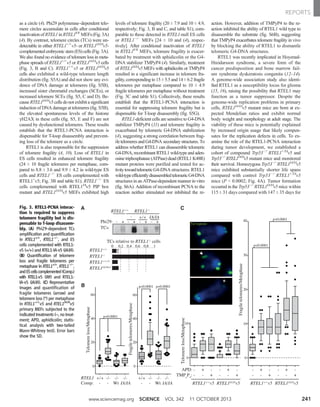 as a circle (4). Phi29 polymerase–dependent telo-
mere circles accumulate in cells after conditional
inactivation of RTEL1 in RTEL1F/F
MEFs (Fig.3A)
(4). By contrast, telomere circles (TCs) were un-
detectable in either RTEL1+/+
v5- or RTEL1IA/IA
v5-
complemented embryonic stem (ES) cells (Fig. 3A).
We also found no evidence of telomere loss in meta-
phase spreads of RTEL1+/+
v5 or RTEL1IA/IA
v5 cells
(Fig. 3, B and C). RTEL1+/+
v5 or RTEL1IA/IA
v5
cells also exhibited a wild-type telomere length
distribution (fig. S5A) and did not show any evi-
dence of DNA damage at telomeres (fig. S5B),
increased sister chromatid exchanges (SCEs), or
increased telomere SCEs (fig. S5, C and D). Be-
cause RTEL1IA/IA
v5 cells do not exhibit a significant
induction of DNA damage at telomeres (fig. S5B),
the elevated spontaneous levels of the histone
gH2AX in these cells (fig. S5, E and F) are not
caused by dysfunctional telomeres. These results
establish that the RTEL1-PCNA interaction is
dispensable for T-loop disassembly and prevent-
ing loss of the telomere as a circle.
RTEL1 is also responsible for the suppression
of telomere fragility (4, 10). Loss of RTEL1 in
ES cells resulted in enhanced telomere fragility
(24 T 10 fragile telomeres per metaphase, com-
pared to 8.8 T 3.6 and 9.9 T 4.2 in wild-type ES
cells and RTEL1−/−
ES cells complemented with
RTEL1+
v5; Fig. 3B and table S1). RTEL1−/−
ES
cells complemented with RTEL1IA
v5 PIP box
mutant and RTEL1IA/IA
v5 MEFs exhibited high
levels of telomere fragility (20 T 7.9 and 10 T 4.9,
respectively; Fig. 3, B and C, and table S1), com-
parable to those detected in RTEL1-null ES cells
or RTEL1−/−
MEFs [24 T 10 and (4), respec-
tively]. After conditional inactivation of RTEL1
in RTEL1F/F
MEFs, telomere fragility is exacer-
bated by treatment with aphidicolin or the G4-
DNA stabilizer TMPyP4 (4). Similarly, treatment
of RTEL1IA/IA
v5 MEFs with aphidicolin or TMPyP4
resulted in a significant increase in telomere fra-
gility, corresponding to 15 T 5.5 and 14 T 6.2 fragile
telomeres per metaphase compared to 10 T 4.9
fragile telomeres per metaphase without treatment
(Fig. 3C and table S1). Collectively, these results
establish that the RTEL1-PCNA interaction is
essential for suppressing telomere fragility but is
dispensable for T-loop disassembly (fig. S5G).
RTEL1-deficient cells are sensitive to G4-DNA
stabilizer TMPyP4 (11) and telomere fragility is
exacerbated by telomeric G4-DNA stabilization
(4), suggesting a strong correlation between frag-
ile telomeres and G4-DNA secondary structures. To
address whether RTEL1 can disassemble telomeric
G4-DNA, recombinant RTEL1 wild-type and aden-
osine triphosphatase (ATPase) dead (RTEL1 K48R)
mutant proteins were purified and tested for ac-
tivitytowardtelomericG4-DNA structures. RTEL1
wild-typeefficientlydisassembledtelomericG4-DNA
structures in an ATPase-dependent manner in vitro
(fig. S6A). Addition of recombinant PCNA to the
reaction neither stimulated nor inhibited the re-
action. However, addition of TMPyP4 to the re-
action inhibited the ability of RTEL1 wild type to
disassemble the substrate (fig. S6B), suggesting
that TMPyP4 exacerbates telomere fragility in vivo
by blocking the ability of RTEL1 to dismantle
telomeric G4-DNA structures.
RTEL1 was recently implicated in Hoyeraal-
Hreidarsson syndrome, a severe form of the
cancer predisposition and bone marrow fail-
ure syndrome dyskeratosis congenita (12–14).
A genome-wide association study also identi-
fied RTEL1 as a susceptibility locus for glioma
(15, 16), raising the possibility that RTEL1 may
function as a tumor suppressor. Despite the
genome-wide replication problems in primary
cells, RTEL1IA/IA
v5 mutant mice are born at ex-
pected Mendelian ratios and exhibit normal
body weight and morphology at adult stage. The
viability of these mice is potentially explained
by increased origin usage that likely compen-
sates for the replication defects in cells. To ex-
amine the role of the RTEL1-PCNA interaction
during tumor development, we established a
cohort of compound Trp53−/−
RTEL1+/IA
v5 and
Trp53−/−
RTEL1IA/IA
v5 mutant mice and monitored
their survival. Homozygous Trp53−/−
RTEL1IA/IA
v5
mice exhibited substantially shorter life spans
compared with control Trp53−/−
RTEL1+/IA
v5
mice (P < 0.0002; Fig. 4A). Tumor formation
occurred in the Trp53−/−
RTEL1IA/IA
v5 mice within
115 T 31 days compared with 147 T 35 days for
Fig. 3. RTEL1-PCNA interac-
tion is required to suppress
telomere fragility but is dis-
pensable to T-loop disassem-
bly. (A) Phi29-dependent TCs
amplification and quantification
in RTEL1+/+
, RTEL1−/−
, and ES
cells complemented with RTEL1-
v5 (+/+) and RTEL1-IA-v5 (IA/IA).
(B) Quantification of telomere
loss and fragile telomeres per
metaphase in RTEL1+/+
, RTEL1−/−
,
andEScellscomplemented(Comp.)
with RTEL1-v5 (Wt) and RTEL1-
IA-v5 (IA/IA). (C) Representative
images and quantification of
fragile telomeres (arrow) and
telomere loss (*) per metaphase
in RTEL1+/+
v5 and RTEL1IA/IA
v5
primary MEFs subjected to the
indicatedtreatments (–, notreat-
ment; APD, aphidicolin; statis-
tical analysis with two-tailed
Mann-Whitney test). Error bars
show the SD.
www.sciencemag.org SCIENCE VOL 342 11 OCTOBER 2013 241
REPORTS
 
