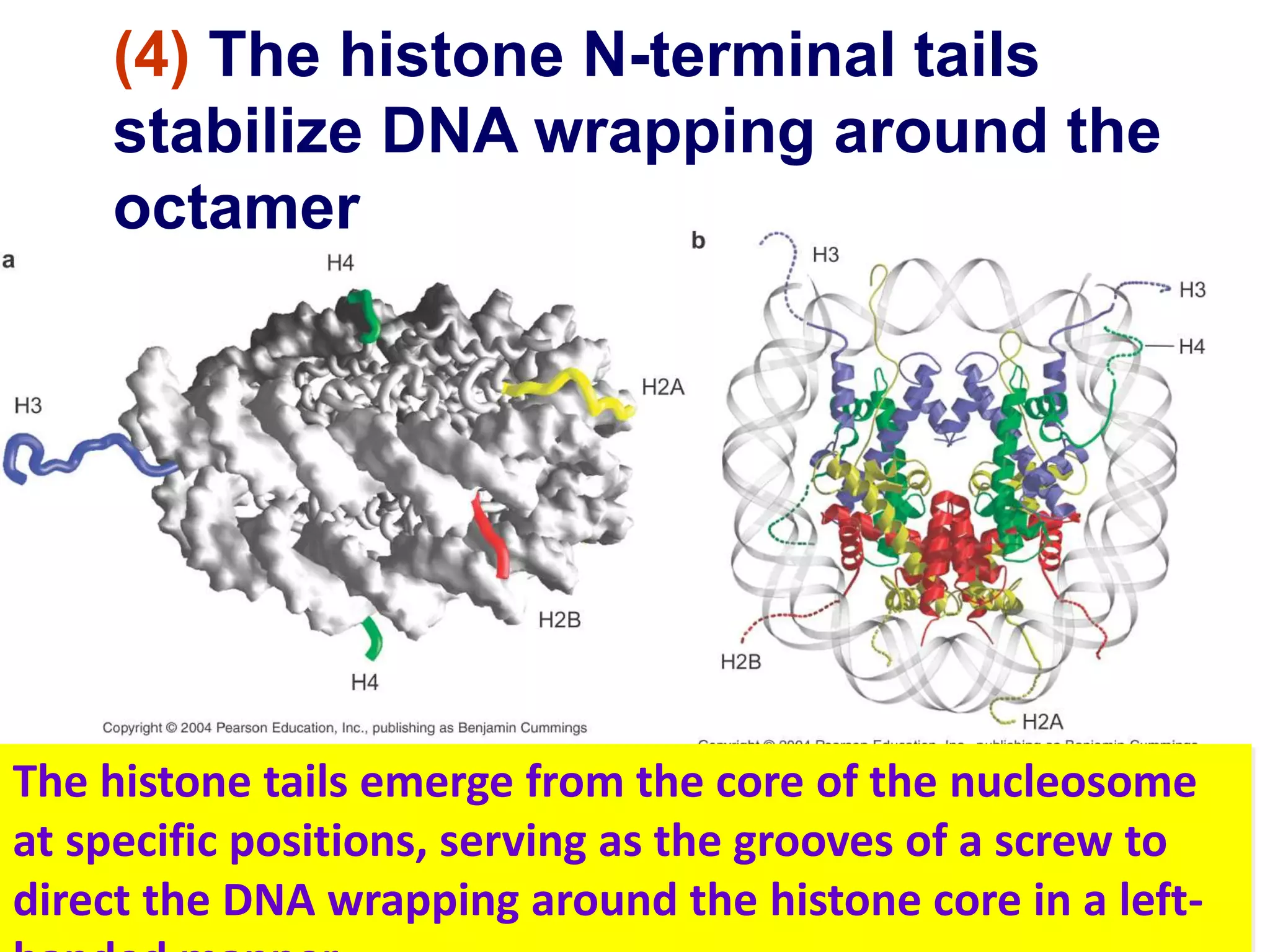 Chromatin Structure & Genome Organization by Shivendra Kumar | PPTX