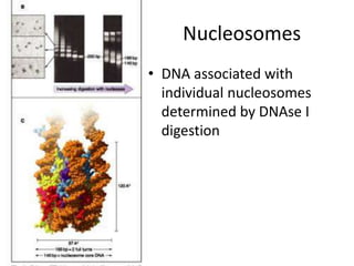 Nucleosomes
• DNA associated with
individual nucleosomes
determined by DNAse I
digestion
 