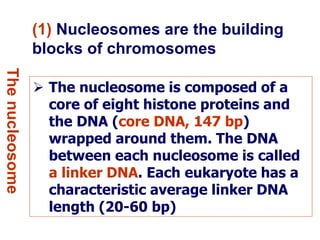 (1) Nucleosomes are the building
blocks of chromosomes
Thenucleosome
 The nucleosome is composed of a
core of eight histone proteins and
the DNA (core DNA, 147 bp)
wrapped around them. The DNA
between each nucleosome is called
a linker DNA. Each eukaryote has a
characteristic average linker DNA
length (20-60 bp)
 