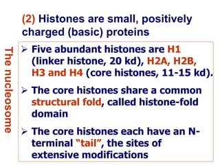  Five abundant histones are H1
(linker histone, 20 kd), H2A, H2B,
H3 and H4 (core histones, 11-15 kd).
 The core histones share a common
structural fold, called histone-fold
domain
 The core histones each have an N-
terminal “tail”, the sites of
extensive modifications
(2) Histones are small, positively
charged (basic) proteins
Thenucleosome
 