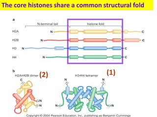 The core histones share a common structural fold
(1)(2)
 