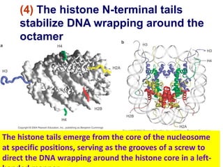 (4) The histone N-terminal tails
stabilize DNA wrapping around the
octamer
The histone tails emerge from the core of the nucleosome
at specific positions, serving as the grooves of a screw to
direct the DNA wrapping around the histone core in a left-
 
