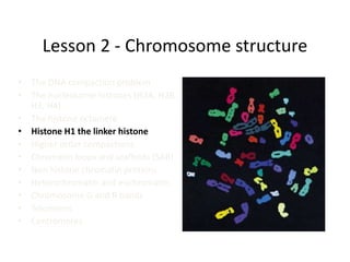 Lesson 2 - Chromosome structure
• The DNA compaction problem
• The nucleosome histones (H2A, H2B,
H3, H4)
• The histone octamere
• Histone H1 the linker histone
• Higher order compactions
• Chromatin loops and scaffolds (SAR)
• Non histone chromatin proteins
• Heterochromatin and euchromatin
• Chromosome G and R bands
• Telomeres
• Centromeres
 