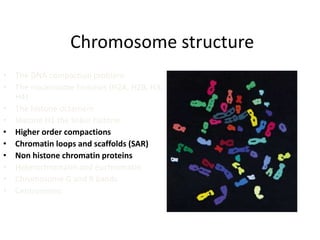 Chromosome structure
• The DNA compaction problem
• The nucleosome histones (H2A, H2B, H3,
H4)
• The histone octamere
• Histone H1 the linker histone
• Higher order compactions
• Chromatin loops and scaffolds (SAR)
• Non histone chromatin proteins
• Heterochromatin and euchromatin
• Chromosome G and R bands
• Centromeres
 