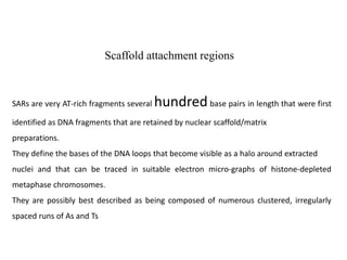 SARs are very AT-rich fragments several hundredbase pairs in length that were first
identified as DNA fragments that are retained by nuclear scaffold/matrix
preparations.
They define the bases of the DNA loops that become visible as a halo around extracted
nuclei and that can be traced in suitable electron micro-graphs of histone-depleted
metaphase chromosomes.
They are possibly best described as being composed of numerous clustered, irregularly
spaced runs of As and Ts
Scaffold attachment regions
 