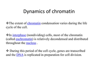 The extent of chromatin condensation varies during the life
cycle of the cell.
In interphase (nondividing) cells, most of the chromatin
(called euchromatin) is relatively decondensed and distributed
throughout the nucleus .
 During this period of the cell cycle, genes are transcribed
and the DNA is replicated in preparation for cell division.
Dynamics of chromatin
 