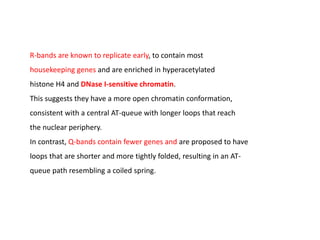 R-bands are known to replicate early, to contain most
housekeeping genes and are enriched in hyperacetylated
histone H4 and DNase I-sensitive chromatin.
This suggests they have a more open chromatin conformation,
consistent with a central AT-queue with longer loops that reach
the nuclear periphery.
In contrast, Q-bands contain fewer genes and are proposed to have
loops that are shorter and more tightly folded, resulting in an AT-
queue path resembling a coiled spring.
 