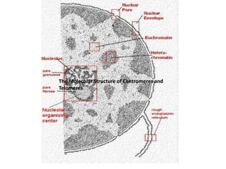 The Molecular Structure of Centromeres and
Telomeres
The Molecular Structure of Centromeres and
Telomeres
 