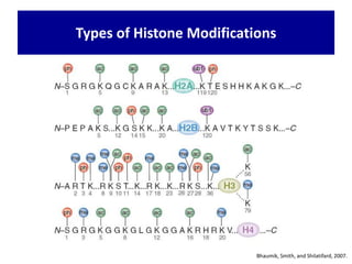 Bhaumik, Smith, and Shilatifard, 2007.
Types of Histone Modifications
 