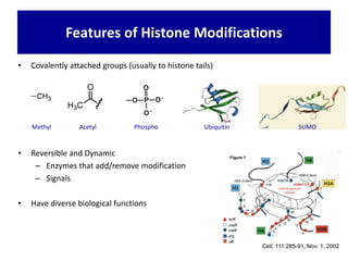 • Covalently attached groups (usually to histone tails)
• Reversible and Dynamic
– Enzymes that add/remove modification
– Signals
• Have diverse biological functions
Cell, 111:285-91, Nov. 1, 2002
Methyl Acetyl Phospho Ubiquitin SUMO
Features of Histone Modifications
 