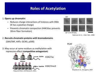 1. Opens up chromatin:
– Reduces charge interactions of histones with DNA
(K has a positive charge)
– Prevents chromatin compaction (H4K16ac prevents
30nm fiber formation)
2. Recruits chromatin proteins with bromodomains
(SWI/SNF, HATs: GCN5, p300)
3. May occur at same residues as methylation with
repressive effect (competitive antagonism)
Roles of Acetylation
Robinson et al., J. Mol. Biol., 2008.
Mujtaba et al., Oncogene, 2007.
PCAF
Yang and Chen, Cell Research, 2011.
H3K27ac
H3K27me3
 