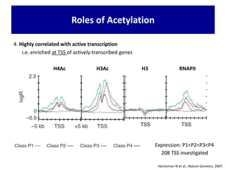 4. Highly correlated with active transcription
i.e. enriched at TSS of actively transcribed genes
Roles of Acetylation -- Continued
Expression: P1<P2<P3<P4
Heintzman N et al., Nature Genetics, 2007.
Roles of Acetylation
H4Ac H3Ac H3 RNAPII
208 TSS investigated
 