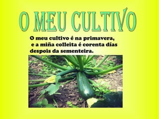O meu cultivo é na primavera,
e a miña colleita é corenta días
despois da sementeira.
 