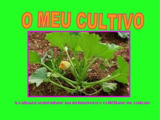 A cabaza seméntase na primavera e colléitase no outono
 