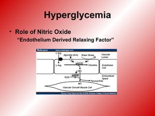 Hyperglycemia
• Role of Nitric Oxide
“Endothelium Derived Relaxing Factor”
 
