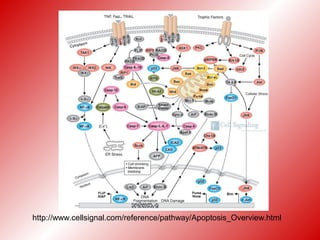 http://www.cellsignal.com/reference/pathway/Apoptosis_Overview.html
 