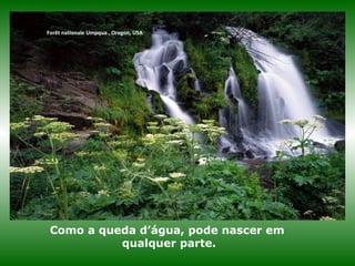 Forêt nationale Umpqua , Oregon, USA
Como a queda d’água, pode nascer em
qualquer parte.
 
