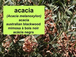 acacia
(Acacia melanoxylon)
acacia
australian blackwood
mimosa à bois noir
acácia negra
 