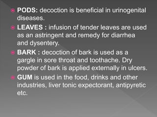  PODS: decoction is beneficial in urinogenital
diseases.
 LEAVES : infusion of tender leaves are used
as an astringent and remedy for diarrhea
and dysentery.
 BARK : decoction of bark is used as a
gargle in sore throat and toothache. Dry
powder of bark is applied externally in ulcers.
 GUM is used in the food, drinks and other
industries, liver tonic expectorant, antipyretic
etc.
 