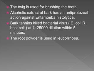  The twig is used for brushing the teeth.
 Alcoholic extract of bark has an antiprotozoal
action against Entamoeba histolytica.
 Bark tannins killed bacterial virus ( E. coli R
host cell ) at 1: 25000 dilution within 5
minutes.
 The root powder is used in leucorrhoea.
 