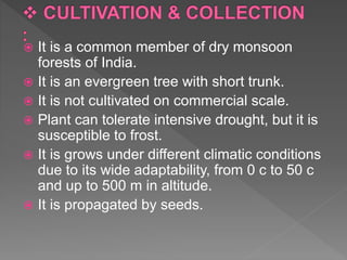  It is a common member of dry monsoon
forests of India.
 It is an evergreen tree with short trunk.
 It is not cultivated on commercial scale.
 Plant can tolerate intensive drought, but it is
susceptible to frost.
 It is grows under different climatic conditions
due to its wide adaptability, from 0 c to 50 c
and up to 500 m in altitude.
 It is propagated by seeds.
 