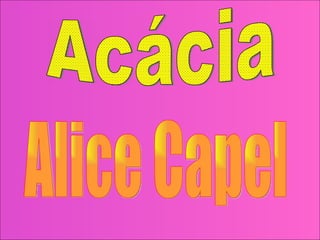 Acácia Alice Capel 