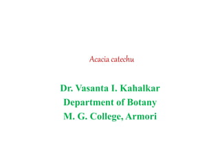 Acacia catechu
Dr. Vasanta I. Kahalkar
Department of Botany
M. G. College, Armori
 