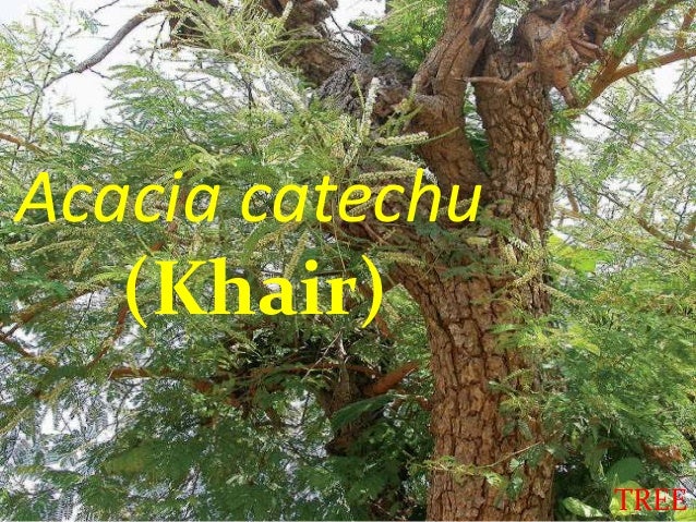 Acacia Catechu Abiral Final 1 Acacia Catechu Abiral Final 1