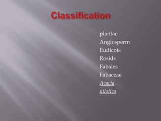 plantae
Angiosperm
Eudicots
Rosids
Fabales
Fabaceae
Acacia
nilotica
 