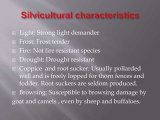  Light: Strong light demander
 Frost: Frost tender
 Fire: Not fire resistant species
 Drought: Drought resistant
 Coppice and root sucker: Usually pollarded
well and is freely lopped for thorn fences and
fodder. Root suckers are seldom produced.
 Browsing: Susceptible to browsing damage by
goat and camels , even by sheep and buffaloes.
 