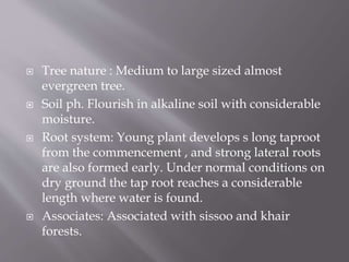  Tree nature : Medium to large sized almost
evergreen tree.
 Soil ph. Flourish in alkaline soil with considerable
moisture.
 Root system: Young plant develops s long taproot
from the commencement , and strong lateral roots
are also formed early. Under normal conditions on
dry ground the tap root reaches a considerable
length where water is found.
 Associates: Associated with sissoo and khair
forests.
 