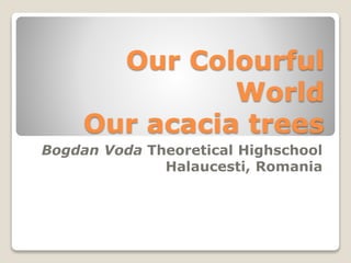 Our Colourful
World
Our acacia trees
Bogdan Voda Theoretical Highschool
Halaucesti, Romania
 