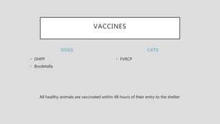 DOGS
• DHPP
• Bordetella
• FVRCP
CATS
VACCINES
All healthy animals are vaccinated within 48 hours of their entry to the shelter
 